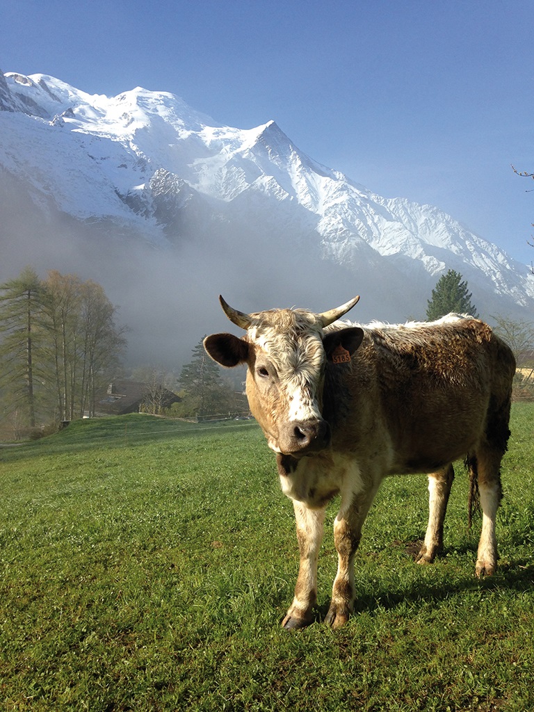 PARTAGEZ AVEC NOUS VOS PLUS «Bêêêles» PHOTOS D'ALPAGES