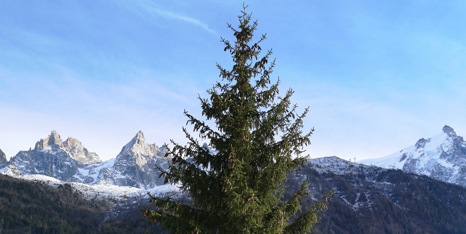 Collecte des sapins de Noël 2024 pour broyage